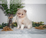 Puppy Ike Pomeranian