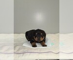 Puppy Light Purple Gi Rottweiler