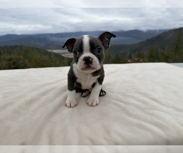 Medium Photo #5 Boston Terrier Puppy For Sale in OROVILLE, CA, USA