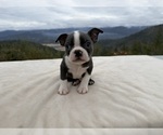 Small #4 Boston Terrier
