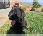 Small Photo #21 Labrador Retriever Puppy For Sale in APPLE VALLEY, CA, USA