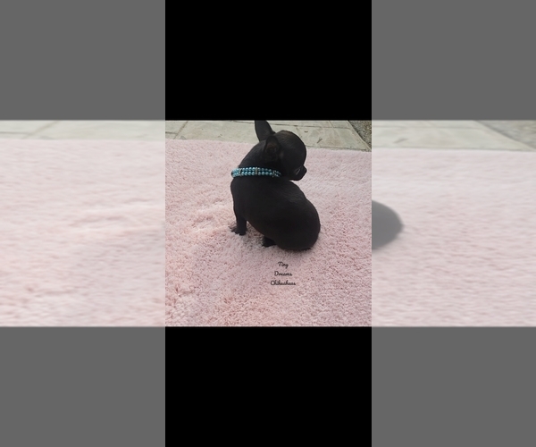 Medium Photo #3 Chihuahua Puppy For Sale in CRAFTON, PA, USA