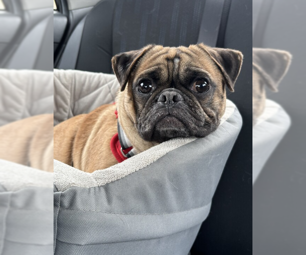 Medium Photo #1 Box-a-Pug Puppy For Sale in Andover, MN, USA