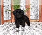 Small #2 YorkiePoo