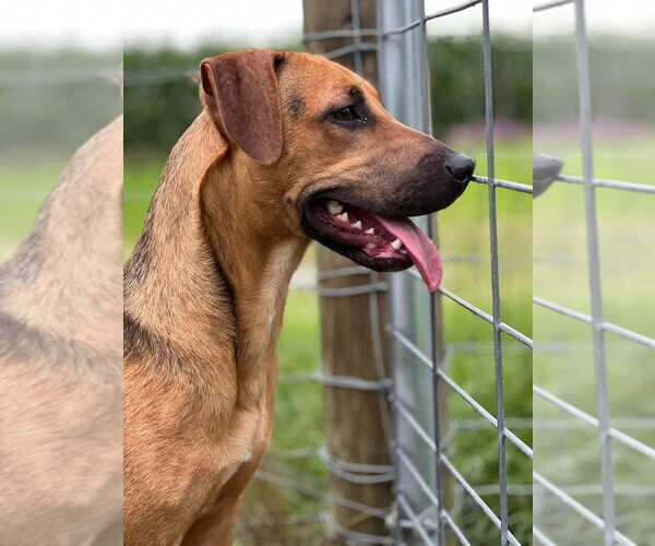 Medium Photo #1 Mutt Puppy For Sale in West Palm Beach, FL, USA