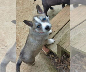 Siberian Husky-Unknown Mix Dogs for adoption in Raleigh, NC, USA