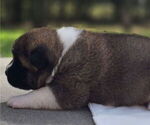 Small #2 Akita