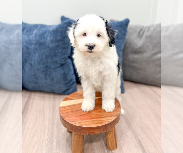 Medium Photo #28 Sheepadoodle Puppy For Sale in MILLERSBURG, OH, USA