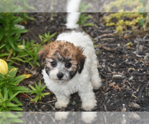 Medium Photo #5 Bichpoo Puppy For Sale in ELDORADO, OH, USA