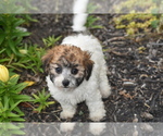 Small #4 Bichpoo