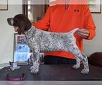 Small #12 German Shorthaired Pointer