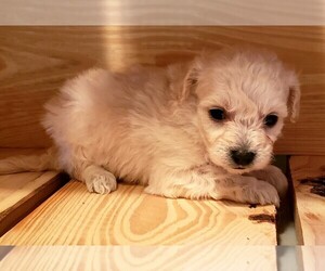 Maltese-Poodle (Toy) Mix Puppy for sale in PINK HILL, NC, USA