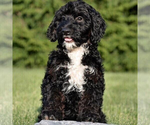 Medium Photo #3 Goldendoodle (Miniature) Puppy For Sale in LITITZ, PA, USA