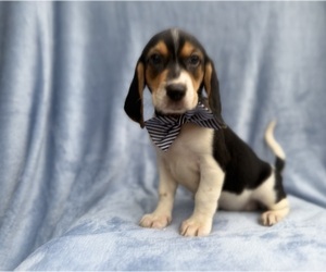 Beagle Puppy for Sale in LAKELAND, Florida USA