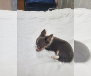 Chihuahua Puppy for sale in ELM CITY, NC, USA