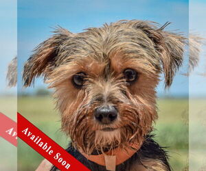 Mutt Dogs for adoption in Huntley, IL, USA