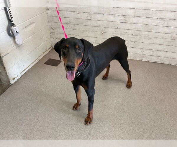 Medium Photo #1 Doberman Pinscher Puppy For Sale in San Bernardino, CA, USA