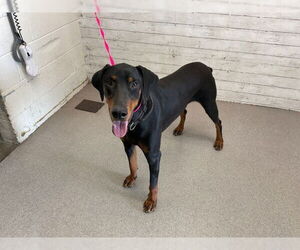 Doberman Pinscher Dogs for adoption in San Bernardino, CA, USA