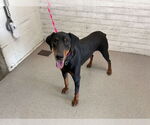 Small Doberman Pinscher