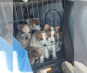 Mutt Dogs for adoption in Sheboygan, WI, USA