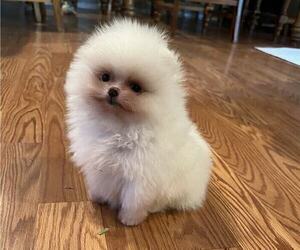 Pomeranian Puppy for sale in RESEDA, CA, USA