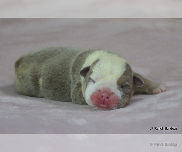 Medium Photo #6 Bulldog Puppy For Sale in WINNSBORO, TX, USA