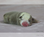 Small #5 Bulldog
