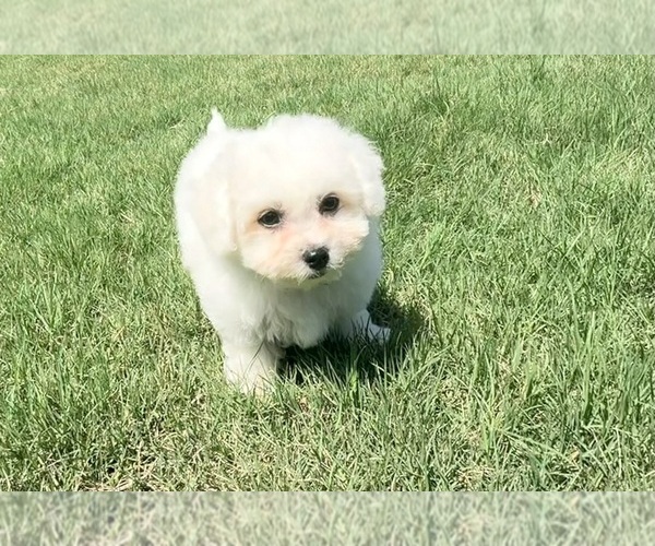 Medium Photo #2 Bichon Frise Puppy For Sale in PELZER, SC, USA