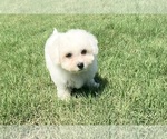 Small #1 Bichon Frise