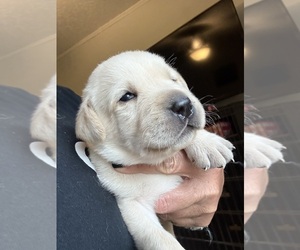 Labrador Retriever Puppy for sale in OSYKA, MS, USA
