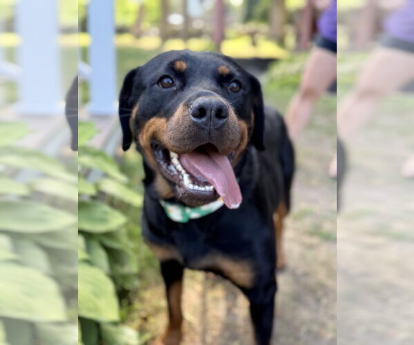 Medium Photo #2 Rottweiler Puppy For Sale in Hillsboro, NH, USA
