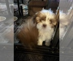 Small #1 Shih Tzu