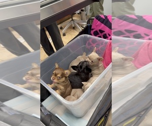 French Bulldog Litter for sale in HONOLULU, HI, USA