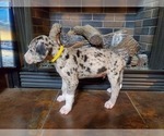 Small Photo #2 Great Dane Puppy For Sale in LYERLY, GA, USA