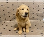 Small #3 Golden Retriever