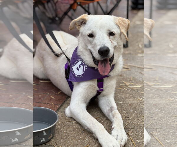 Medium Photo #1 Great Pyrenees-Unknown Mix Puppy For Sale in Fort Worth, TX, USA
