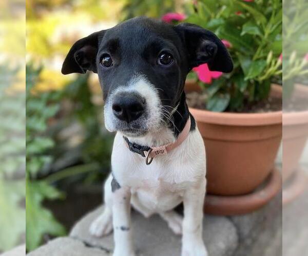 Medium Photo #13 Labrador Retriever-Unknown Mix Puppy For Sale in San Diego, CA, USA