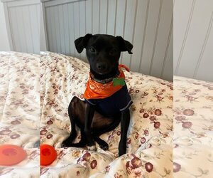 Chihuahua-Unknown Mix Dogs for adoption in Newport Beach, CA, USA