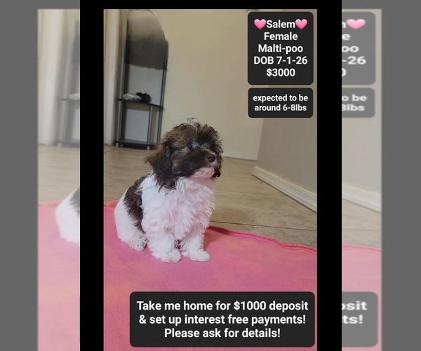 Medium Photo #1 Maltipoo (Toy) Puppy For Sale in TUCSON, AZ, USA