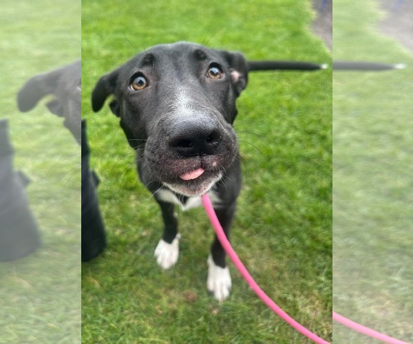 Medium Photo #2 Mutt Puppy For Sale in Germantown, OH, USA