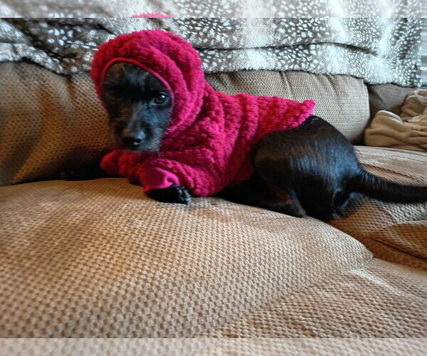 Medium Photo #1 Chihuahua-Unknown Mix Puppy For Sale in Crystal, MN, USA