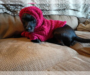 Chihuahua-Unknown Mix Dogs for adoption in Crystal, MN, USA