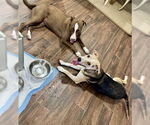 Small #4 Labrador Retriever Mix
