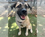 Small #4 Border Terrier-Pug Mix