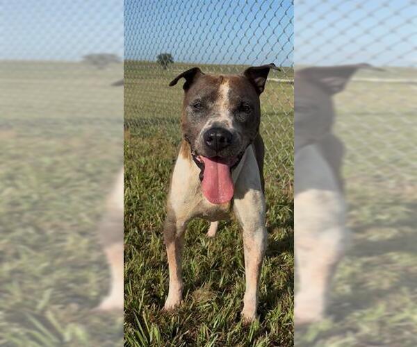 Medium Photo #2 Staffordshire Bull Terrier-Unknown Mix Puppy For Sale in Rosenberg, TX, USA