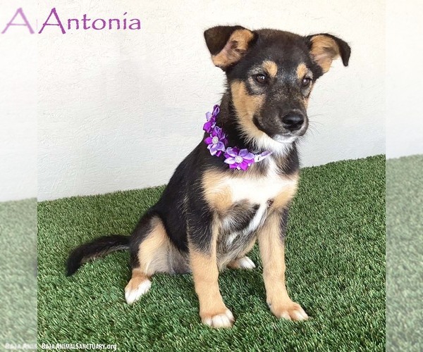 Medium Photo #1 Australian Shepherd-Unknown Mix Puppy For Sale in San Diego, CA, USA