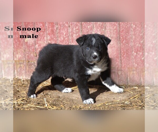 Medium Photo #15 Australian Cattle Dog-Border Collie Mix Puppy For Sale in CLARE, MI, USA