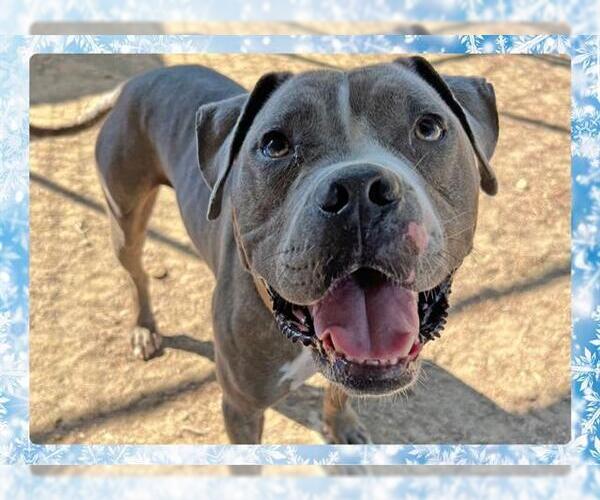 Medium Photo #3 Mutt Puppy For Sale in Ojai, CA, USA