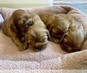 Cavalier King Charles Spaniel Puppy for sale in BASTROP, TX, USA