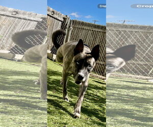 Josie - Female Holland Shepherd-Siberian Husky Mix Dog for Adoption - Photo #5